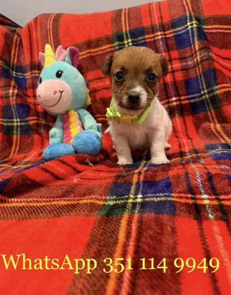 Regala un cucciolo di Jack Russel maschio e uno femmina | Foto 2