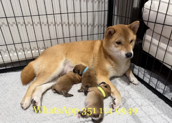 Regala un cucciolo di Shiba Inu maschio e uno femmina | Foto 0