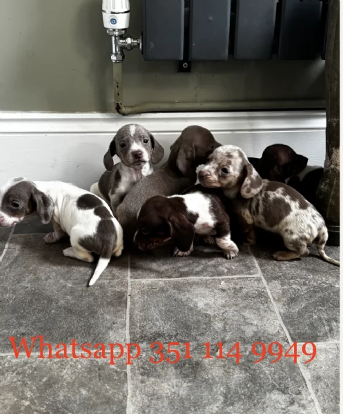 Regala un cucciolo di Bassotto maschio e uno femmina | Foto 2