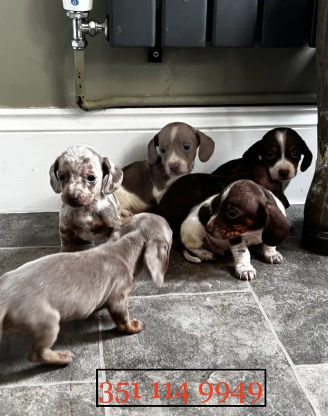 Regala un cucciolo di Bassotto maschio e uno femmina | Foto 0