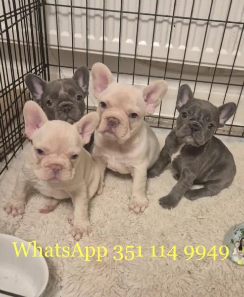 Regala un cucciolo di Bulldog francese maschio e uno femmina | Foto 1