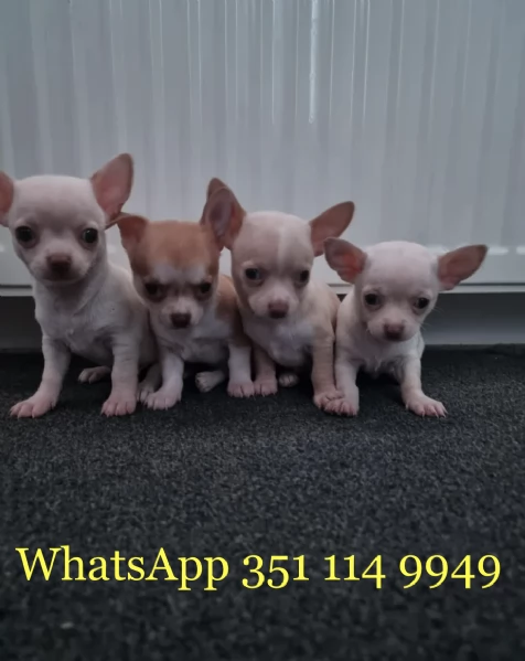 Regala un cucciolo di Chihuahua maschio e uno femmina