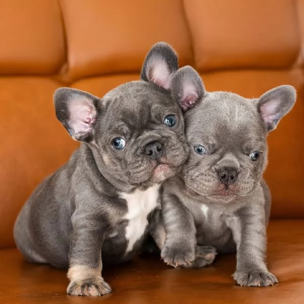 Cuccioli di Bulldog Francese ben addestrati