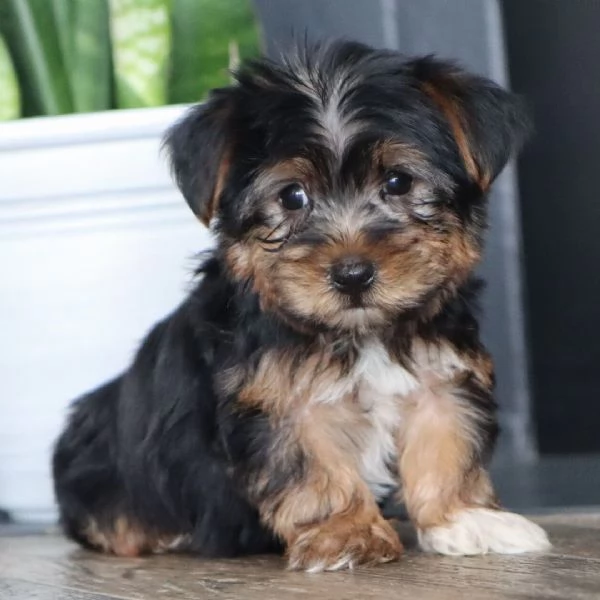  REGALO YORKSHIRE  | Foto 0