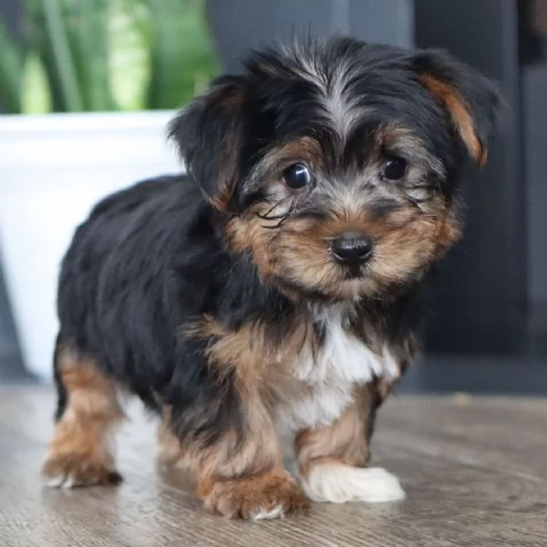 REGALO YORKSHIRE  | Foto 0