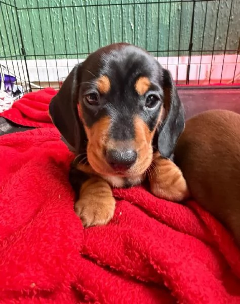 Splendidi cuccioli di Bassotto | Foto 0