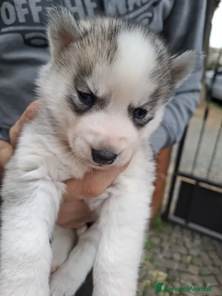 Cuccioli di Siberian Husky disponibili | Foto 2