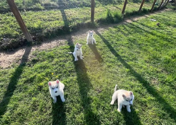 Cuccioli di Siberian Husky disponibili | Foto 0