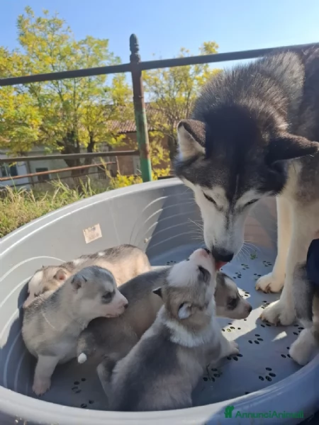 Cuccioli di Siberian Husky | Foto 3
