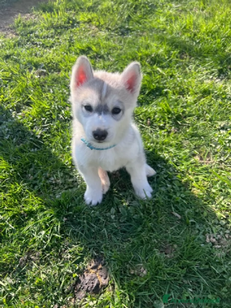 Cuccioli di Siberian Husky | Foto 0