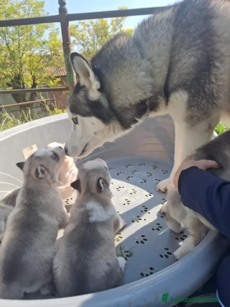  Siberian Husky disponibili | Foto 1