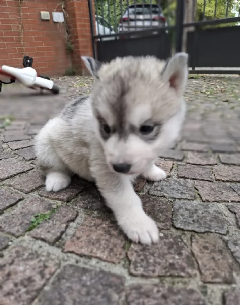 Cuccioli Siberian Husky disponibili | Foto 2