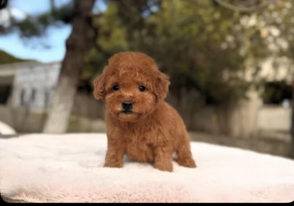 Cuccioli di Barboncino Toy Maschi e Femmine Dolcezza e Intelligenza | Foto 0