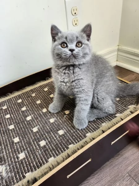 British shorthair maschio e femmina