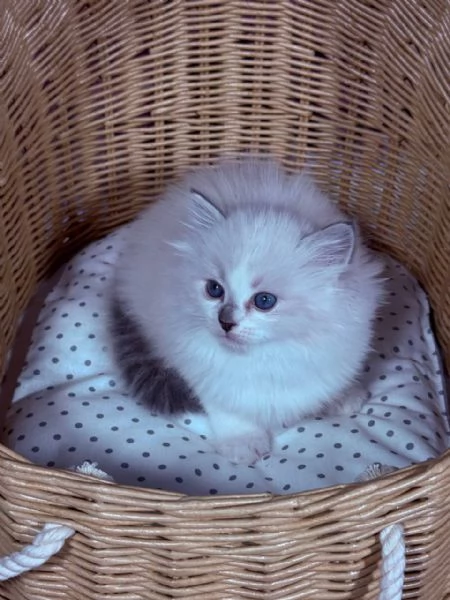 Gattino Ragdoll | Foto 1