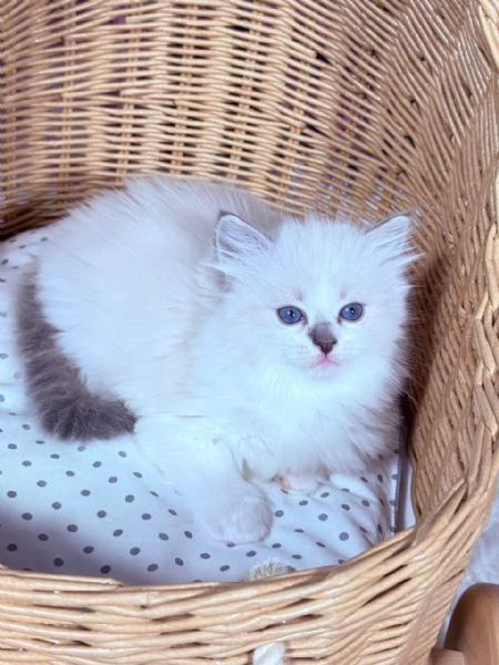 Gattino Ragdoll | Foto 0