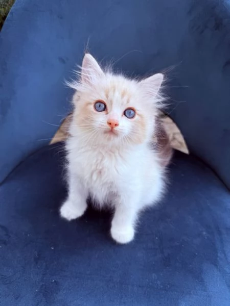 gattino ragdoll | Foto 2