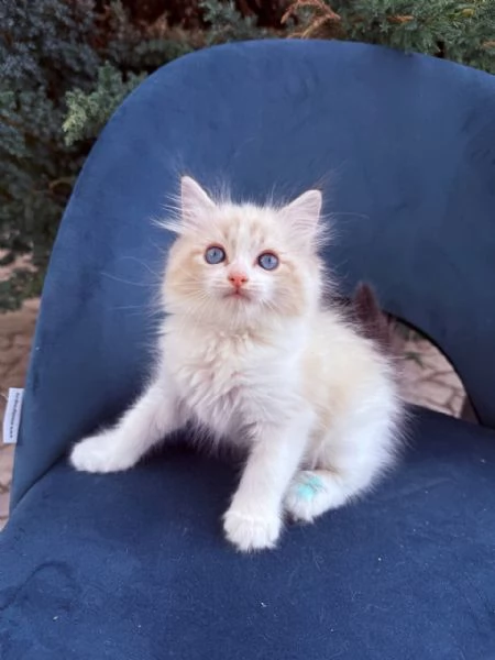 gattino ragdoll | Foto 1