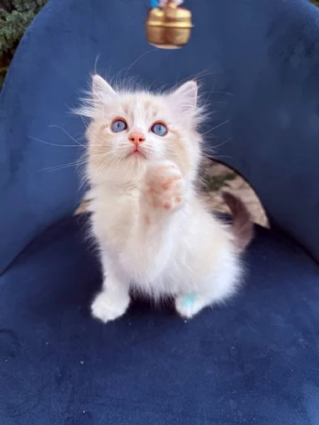 gattino ragdoll | Foto 0
