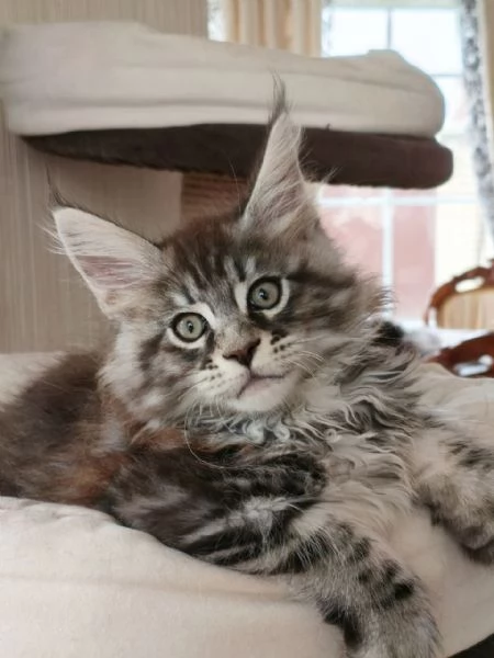 cuccioli di Maine Coon | Foto 0
