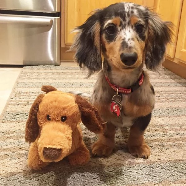 cuccioli di bassotto | Foto 2