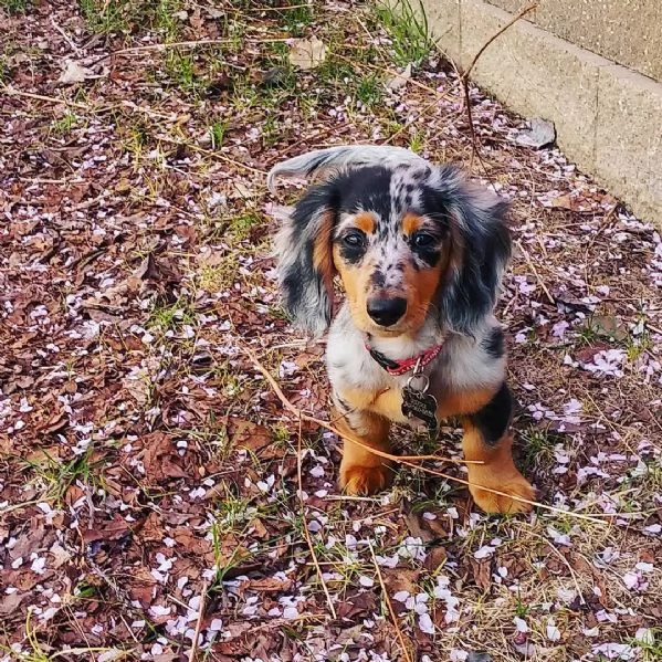 cuccioli di bassotto | Foto 0