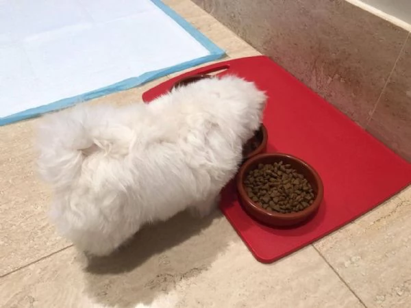 Cuccioli di Maltese | Foto 1