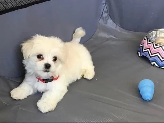 Cuccioli di Maltese | Foto 0