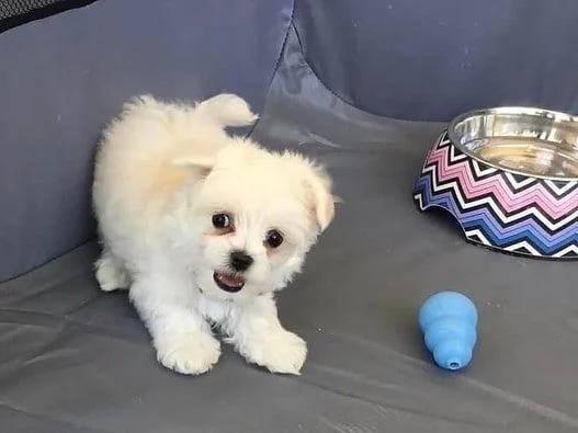 Cuccioli di Maltese