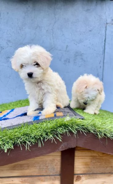 Cuccioli di Maltese | Foto 0