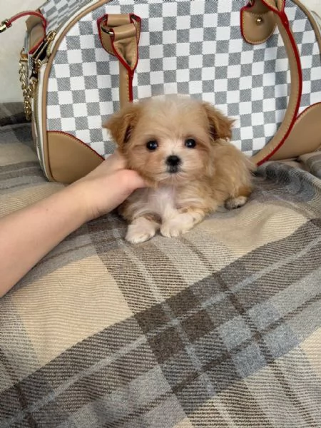 cuccioli di maltipoo | Foto 3