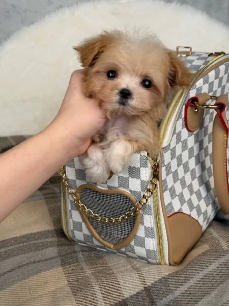 cuccioli di maltipoo | Foto 2