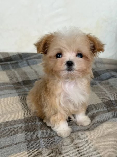 cuccioli di maltipoo | Foto 1