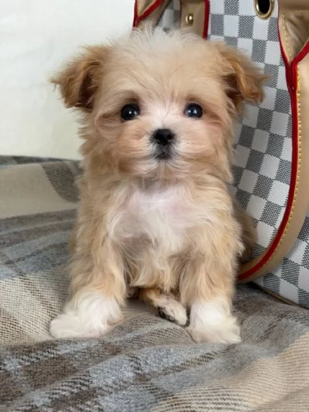 cuccioli di maltipoo | Foto 0