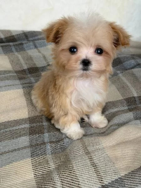 cuccioli di maltipoo