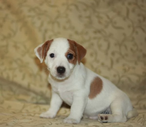cuccioli di Jack Russell | Foto 2