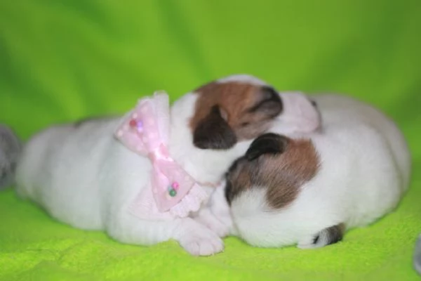 cuccioli di Jack Russell | Foto 1