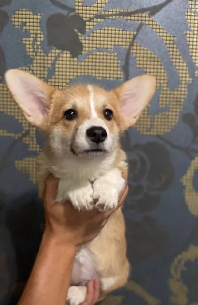 Jack Russell | Foto 1