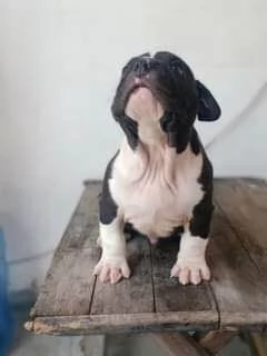 cuccioli di bulldog inglese | Foto 1