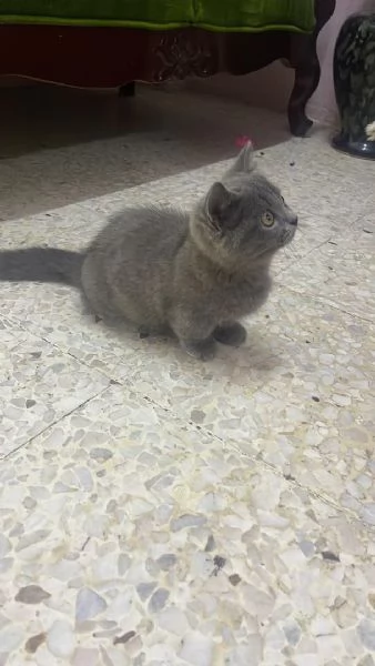Gattini British Shorthair  | Foto 2