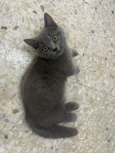 Gattini British Shorthair  | Foto 0