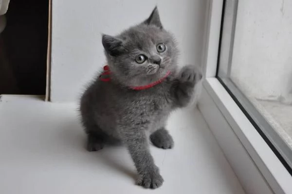 Gattini British Shorthair 