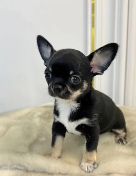 chihuahua
