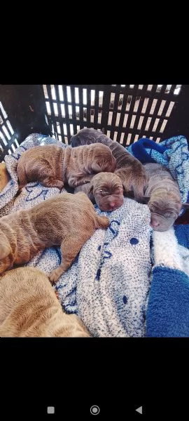 Mastino napoletano  | Foto 0