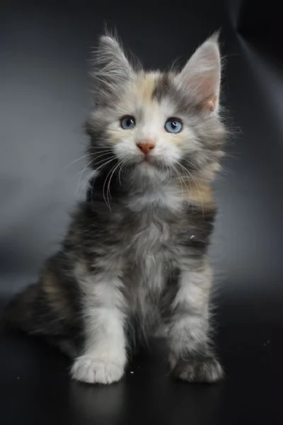 Maine Coon