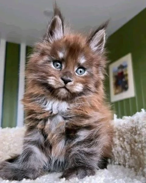 Cuccioli di Maine Coon  | Foto 0