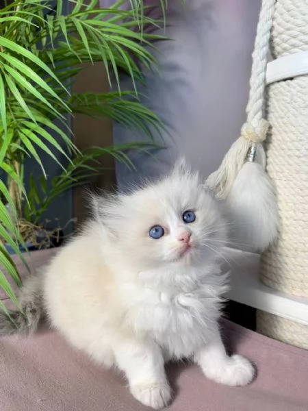 adorabili gattini ragdoll | Foto 1