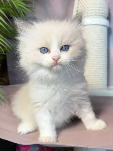 adorabili gattini ragdoll | Foto 0