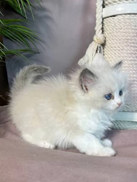 adorabili gattini ragdoll
