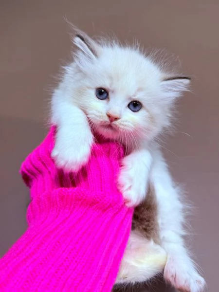 gattini ragdoll | Foto 2